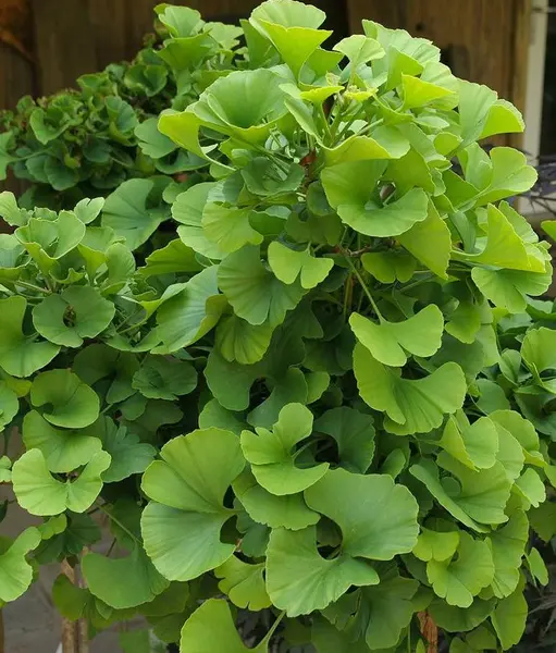 Ginkgo biloba – ghiveci 3–4L, 80 cm, arbore ornamental foios, frunze elegante și beneficii pentru sănătate