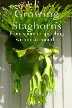 Growing Staghorns from Spore, Paperback/Wayne Boyce