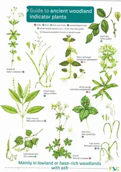 Guide to Ancient Woodland Indicator Plants, Paperback/***