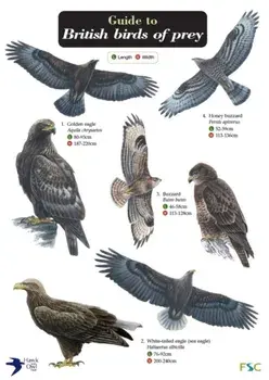 Guide to British Birds of Prey/Hawk and Owl Trust