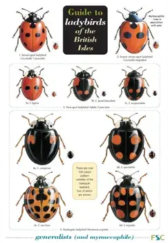 Guide to Ladybirds of the British Isles/Remy Ware