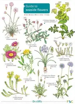 GUIDE TO SEASIDE FLOWERS, Paperback/S P NORMAN