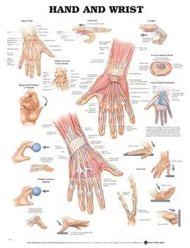 Hand and Wrist Anatomical Chart/***