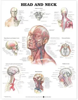 Head and Neck Anatomical Chart/***