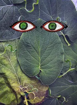 HOJA SANTA, Hardback/***