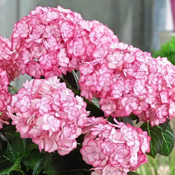 Hortensia macrophylla – arbust ornamental cu flori mari, albastru/mov/roz/roșu, ghiveci - Roz