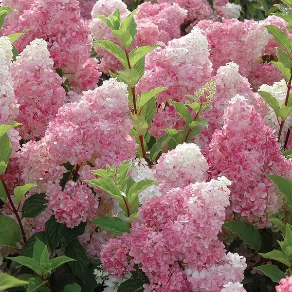 Hortensia Paniculata 'Little Fresco' - Hortensie cu Flori Gigant | Ghiveci C5
