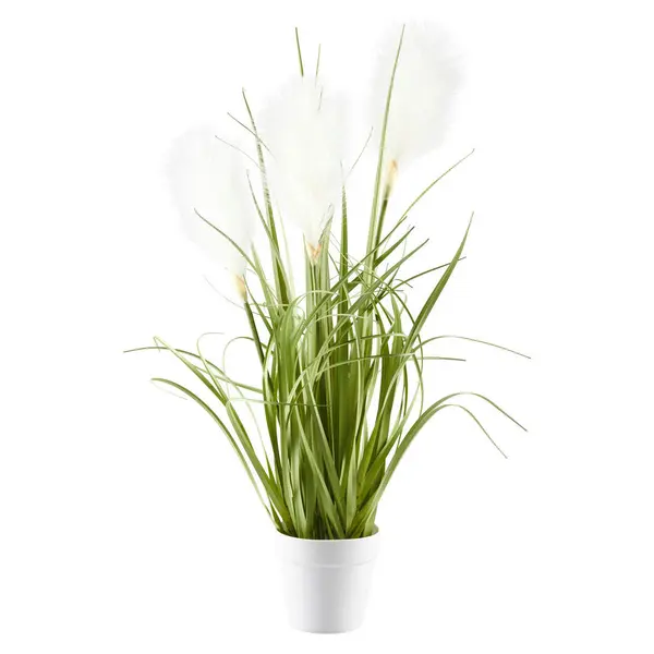 Iarbă Decorativă