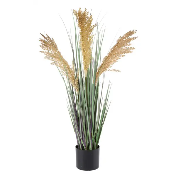 Iarbă Decorativă