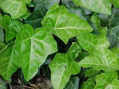 Iedera (Hedera helix) 1 m – plantă ornamentală cățărătoare, ghiveci, veșnic verde