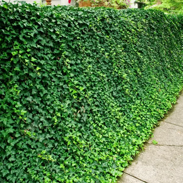 Iedera verde la Ghiveci 2L (1,10-1,20m)