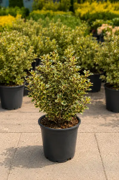 Ilex aquifolium ‘Argentea Marginata’ – Laur Englezesc Variegat cu Margini Argintii | Arbust Ornamental Persistent