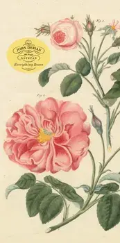 John Derian Paper Goods: Everything Roses Notepad, Paperback/John Derian