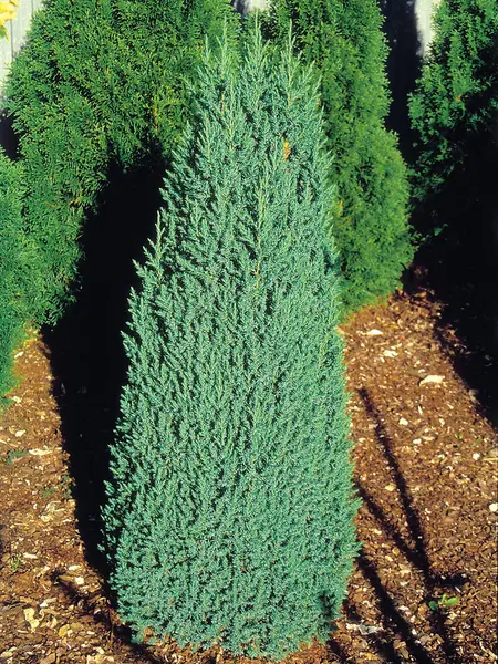 Juniperus Chinensis Stricta la Ghiveci 2L (40-50cm)