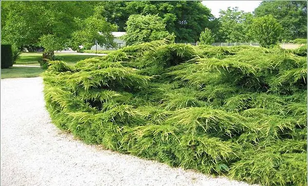 Juniperus horizontalis ‘Mint Julep’ la Ghiveci 2L