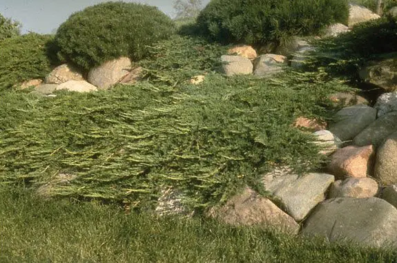 Juniperus horizontalis ‘Prince of Wales’ la Ghiveci 2L