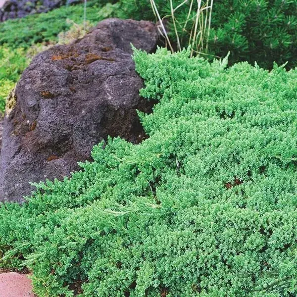 Juniperus procumbens ‘Nana’ la Ghiveci 2L