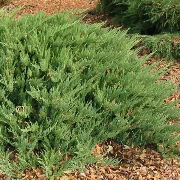 Juniperus sabina ‘Tamariscifolia’ la Ghiveci 2 L