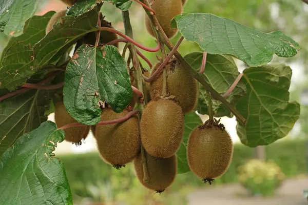 Kiwi autofertil – Actinidia deliciosa, 1.3–1.5m, ghiveci 3L, plantă cățărătoare cu fructe exotice