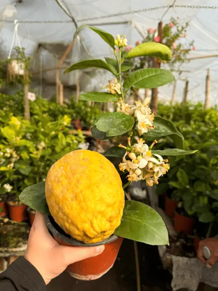Lămâi Gigant Diamante – Anul 1 | Citric Exotic Mediteranean