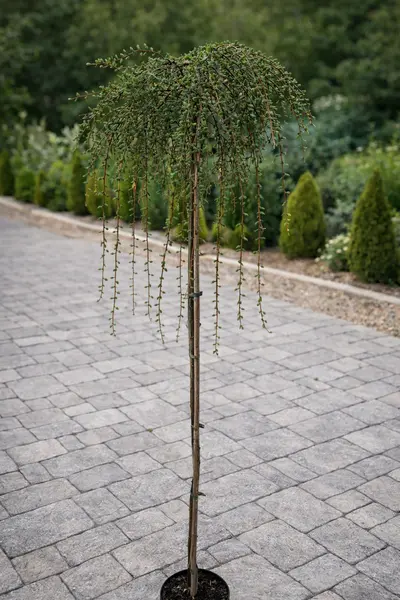 Larix decidua 'Pendula' – Zadă Curgătoare, Conifer Foios Decorativ