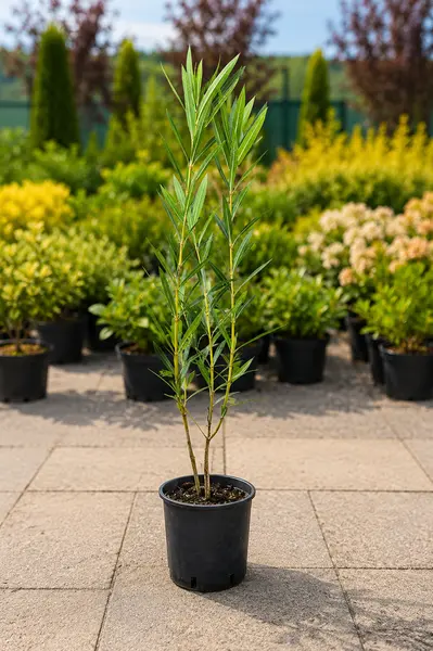 Leandru Alb – Arbust Ornamental Mediteranean cu Flori Albe Elegante - 60 cm