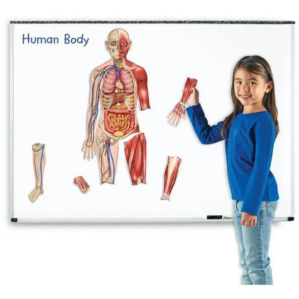 Learning Resources Corpul uman - set magnetic