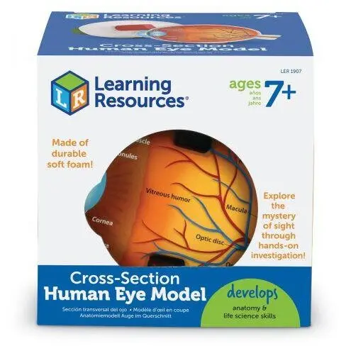 Learning Resources Model sectiune - Ochiul