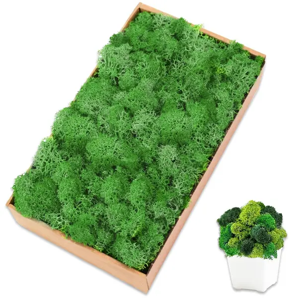 Licheni naturali stabilizati verzi, 500 grame