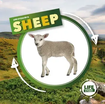 Life Cycle of a Sheep, Hardback/Kirsty Holmes