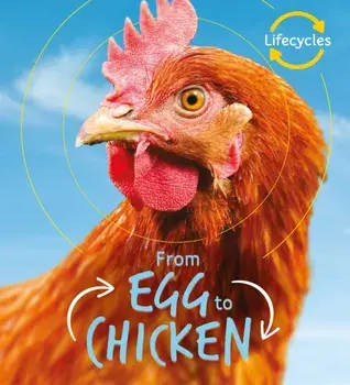 Lifecycles: Egg to Chicken, Paperback/Camilla de la Bedoyere