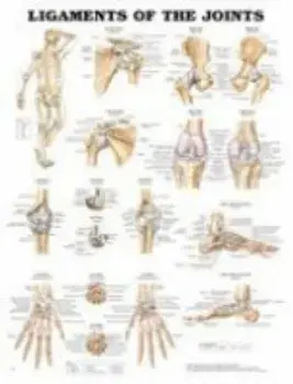 Ligaments of the Joints Anatomical Chart/***