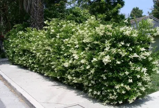 Ligustrum japonicum ‘Texanum’ - Lemn Câinesc la Ghiveci 4,5L (1,50-1.70m)