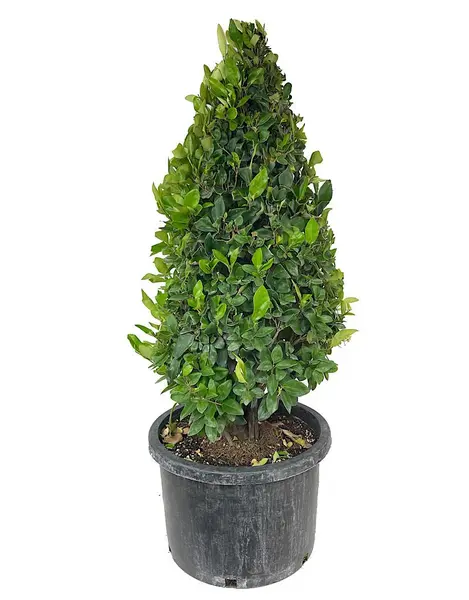 Ligustrum Texanum – ghiveci 4L, 1,3 m, arbust ornamental veșnic verde pentru gard viu și grădină
