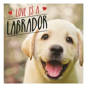Love is a Labrador. A Lab-Tastic Celebration of the World's Favourite Dog, Hardback/Charlie Ellis