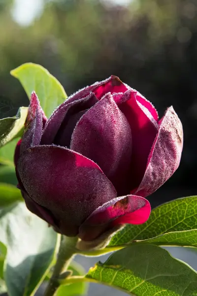 Magnolia ‘Genie’ la ghiveci 4L (1.2-1.5m)