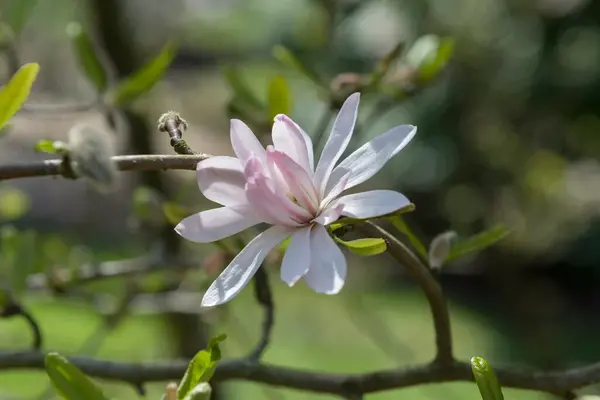 Magnolia stellata ‘Rosea’la ghiveci 3L (1.3-1.5m)