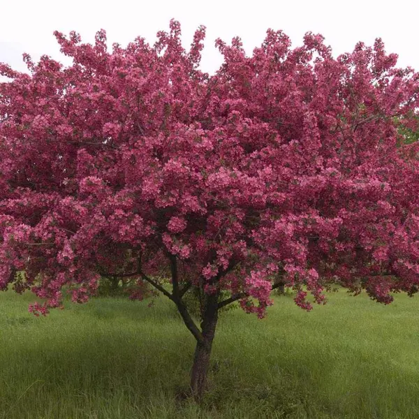 Măr Purpuriu (Malus purpurea / Malus ‘Royalty’) la Ghiveci 5 (~1.5m)