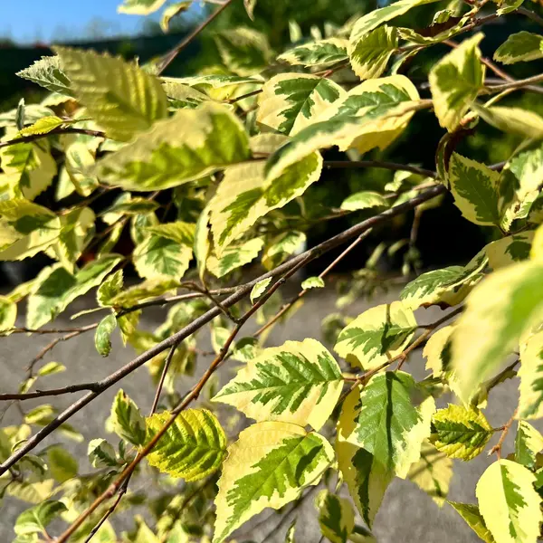 Mesteacăn (Betula) la ghiveci 2-3L (~1-1.5m) – pom ornamental cu frunzis elegant și scoarță decorativă