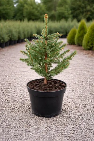 Molid Argintiu Misty Blue (Picea pungens) – Conifer Ornamental Albastru-Glauc