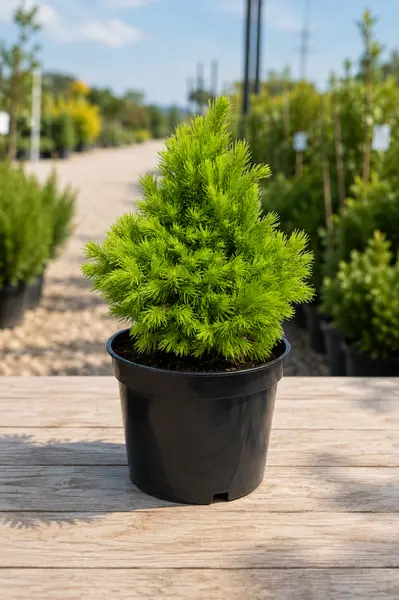 Molid Conic Picea glauca ‘Rainbow’s End’ – Conifer Ornamental cu Vârfuri Aurii | Plantă în Ghiveci