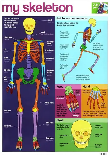 My Skeleton Wallchart |