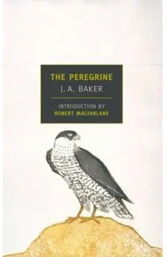 Peregrine