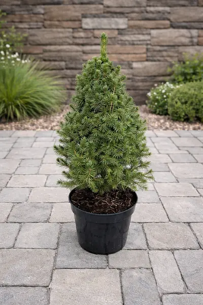 Picea glauca 'Conica' – Molid Pitic Ornamental, Port Conic Compact