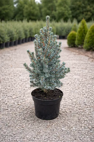 Picea glauca 'Sanders Blue' – Molid Pitic Albastru, Conifer de Colecție