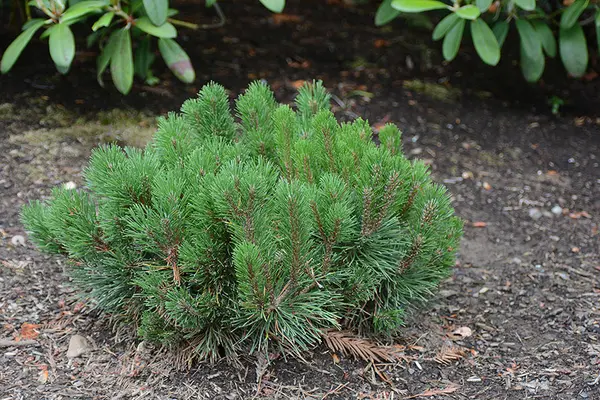 Pinus mugo - 30 cm – Conifer ornamental pitic, veșnic verde, rezistent la ger și secetă