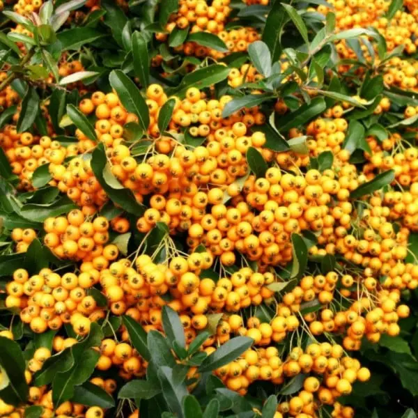 Piracanta Galbenă (Pyracantha Golden Charmer) – ghiveci,1 m, arbust ornamental veșnic verde, fructe galbene