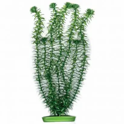 Planta Marina Anacharis - 37,5 Cm Pp1503