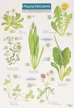 Playing Field Plants/Rebecca Farley