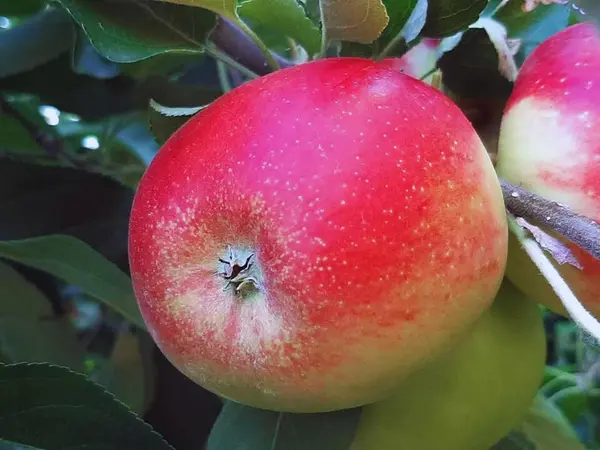 Pom Măr Iris la Ghiveci - Anul 3